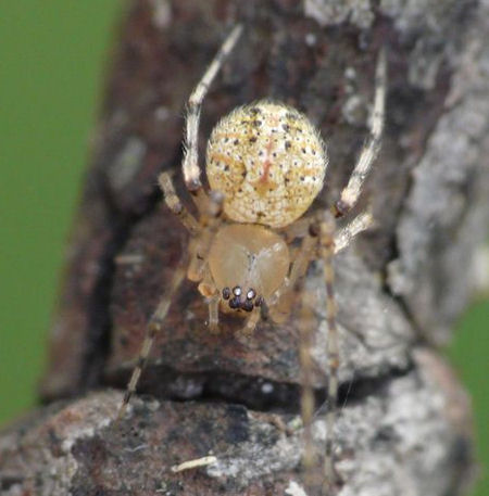 Anelosimus ZZ516