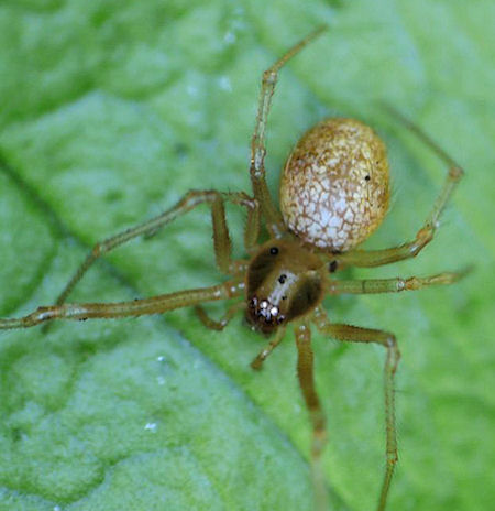 Anelosimus ZZ595