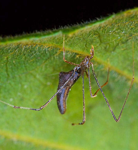 Argyrodes ZZ265
