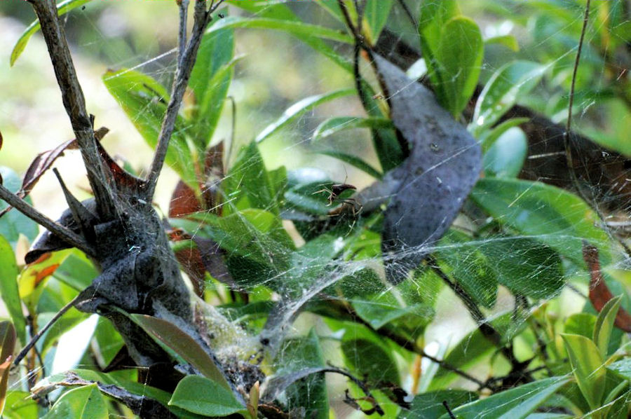 Argyrodes ZZ391