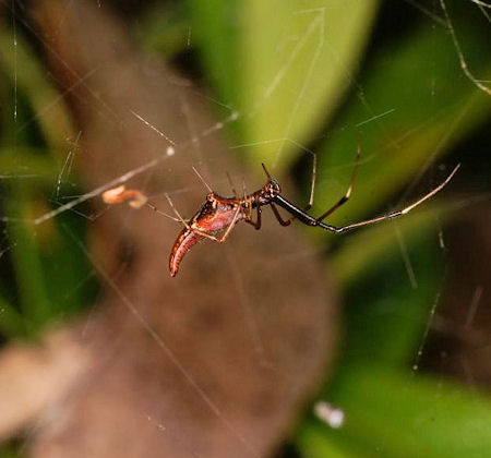 Argyrodes ZZ391