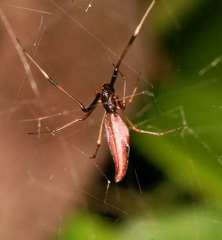 Argyrodes ZZ391