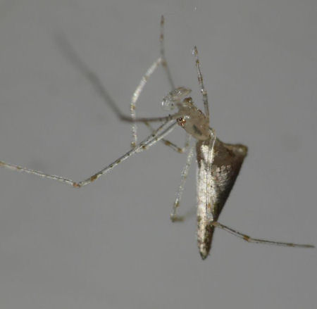 Argyrodes ZZ542