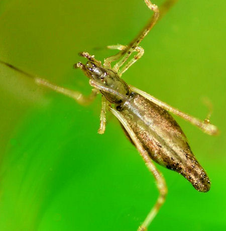 Argyrodes ZZ542
