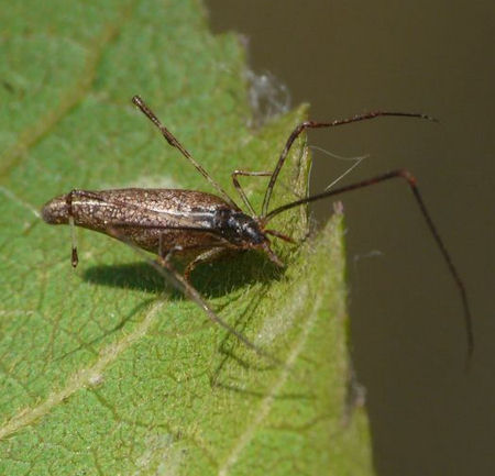 Argyrodes ZZ583