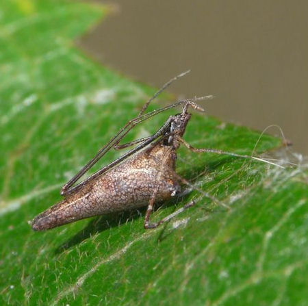 Argyrodes ZZ583