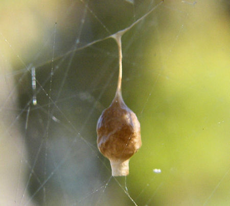 Argyrodes antipodianus
