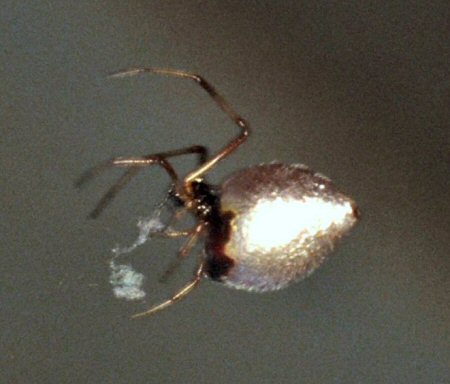Argyrodes antipodianus
