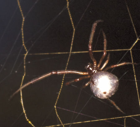 Argyrodes antipodianus