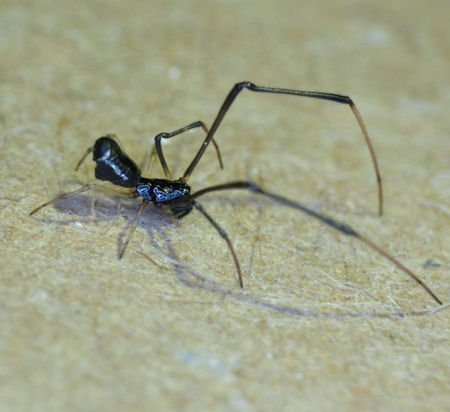 Argyrodes rainbowi