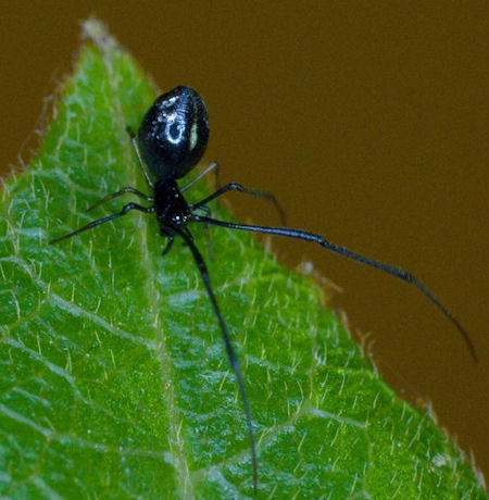 Argyrodes rainbowi