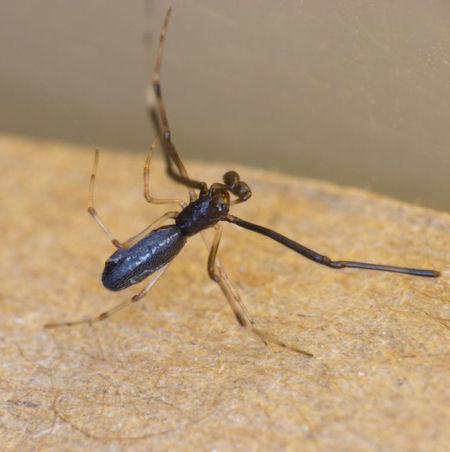 Argyrodes rainbowi