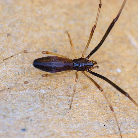 Argyrodes rainbowi