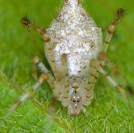 Chrysso pulcherrima