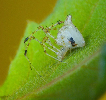Chrysso pulcherrima