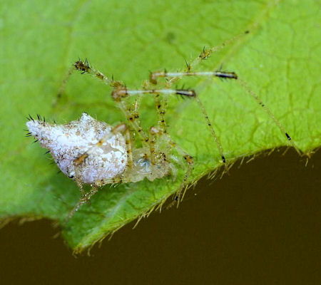 Chrysso pulcherrima