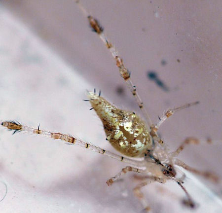 Chrysso pulcherrima
