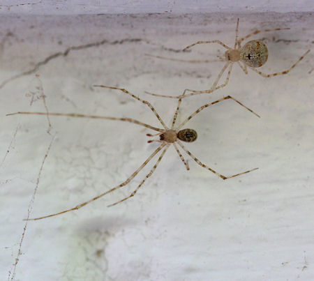 Cryptachaea gigantipes