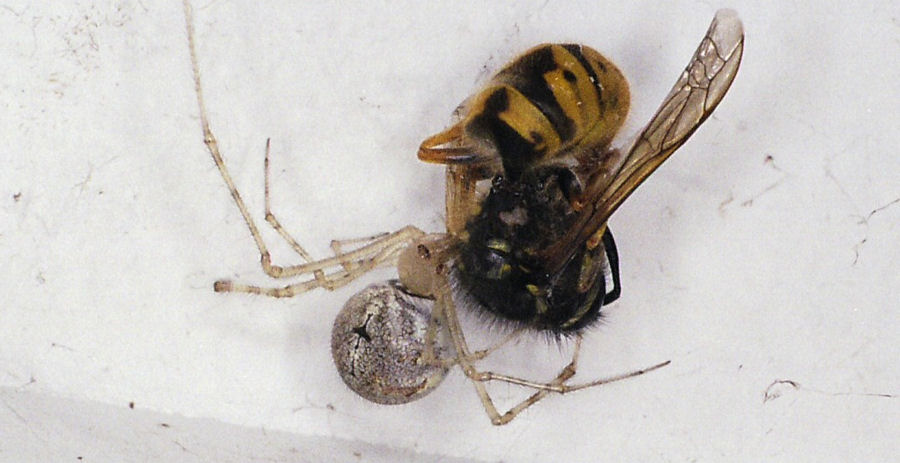 Cryptachaea gigantipes
