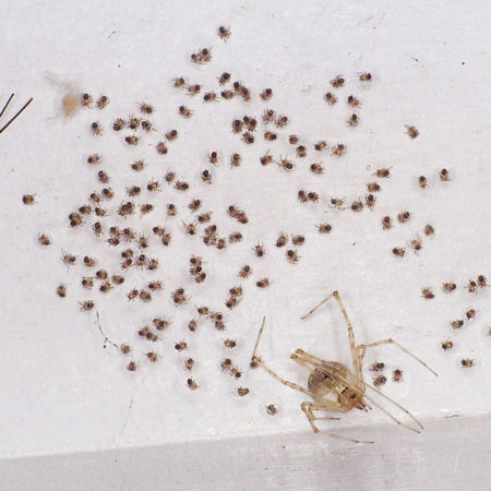 Cryptachaea gigantipes