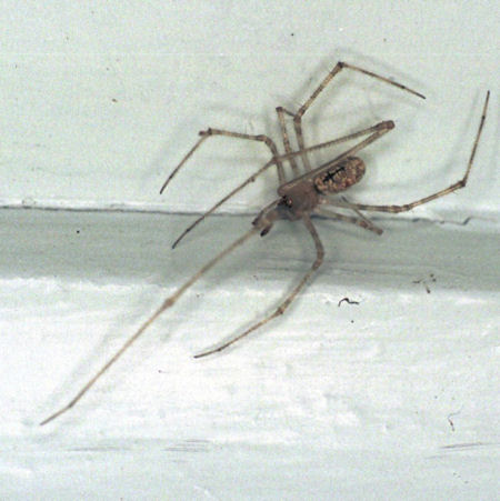 Cryptachaea gigantipes