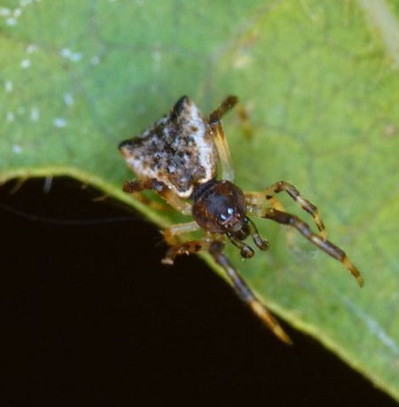 Episinus ZZ272