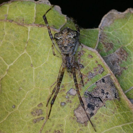 Episinus ZZ521