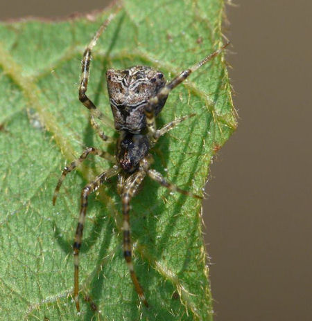 Episinus ZZ548