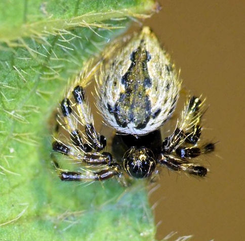 Euryopis ZZ484