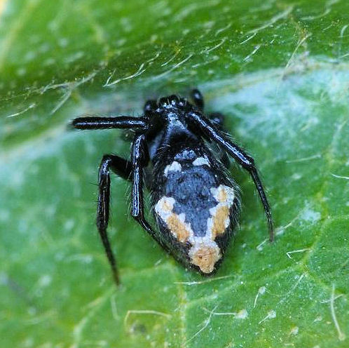 Euryopis splendens
