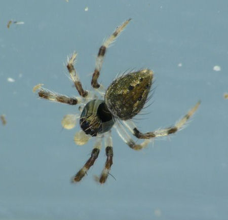 Euryopis elegans