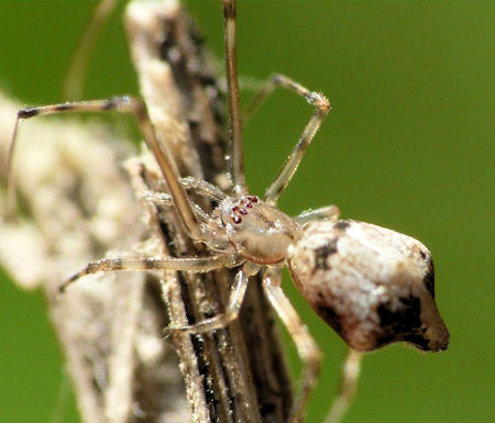 Moneta australis