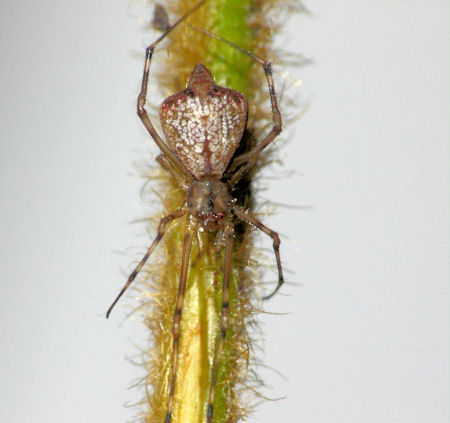 Moneta australis
