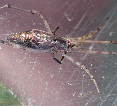 Moneta variabilis
