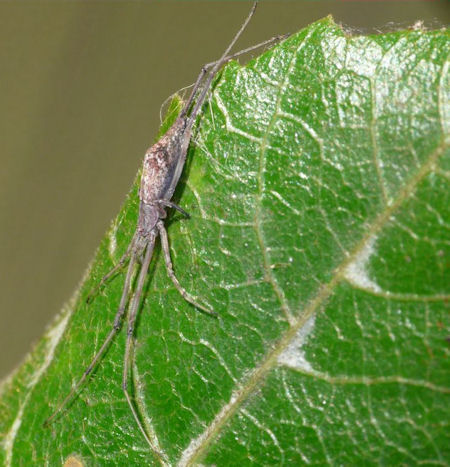 Moneta variabilis