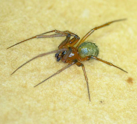 Nesticodes rufipes M 