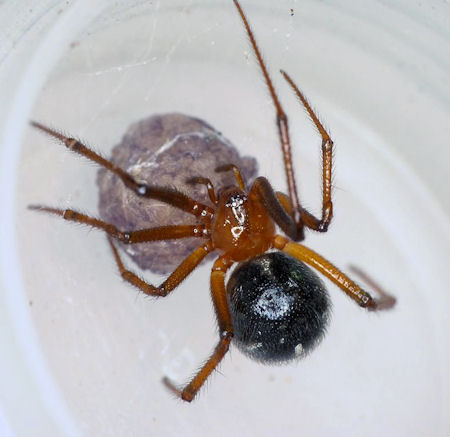 Nesticodes rufipes F