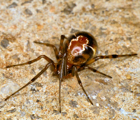 Parasteatoda ZZ012