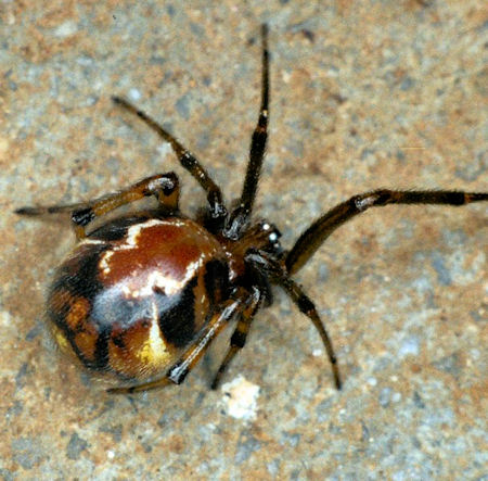 Parasteatoda ZZ012