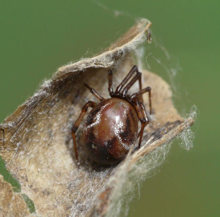 Parasteatoda mundula