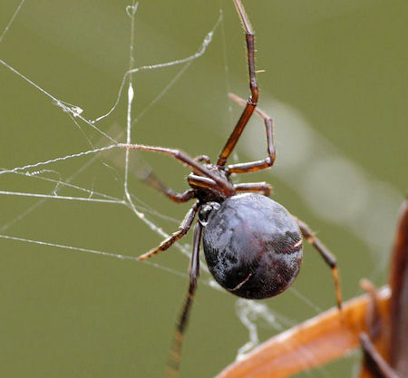 Parasteatoda mundula