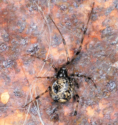 Parasteatoda tepidariorum