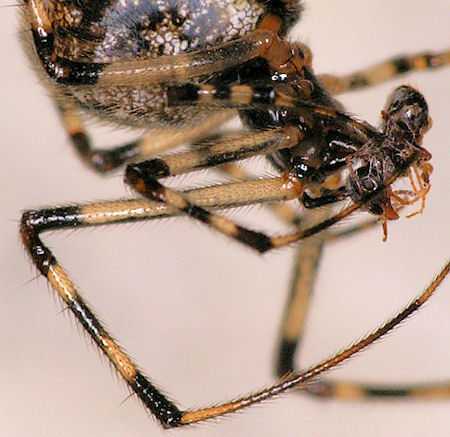 Parasteatoda tepidariorum