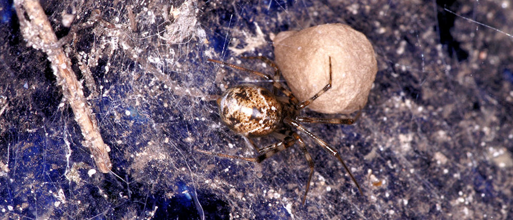 Parasteatoda tepidariorum