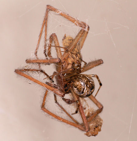 Parasteatoda tepidariorum