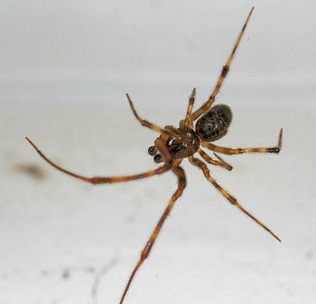 Parasteatoda tepidariorum