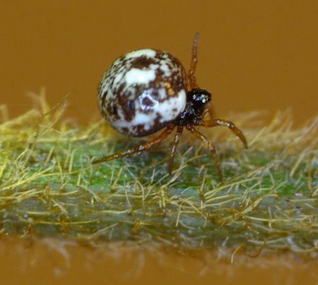 Phoroncidia rotunda