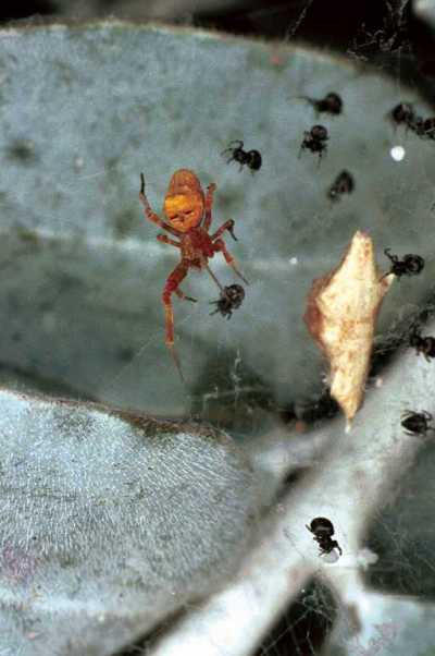 Theridion ZZ178