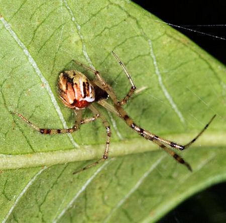 Theridion pyramidale