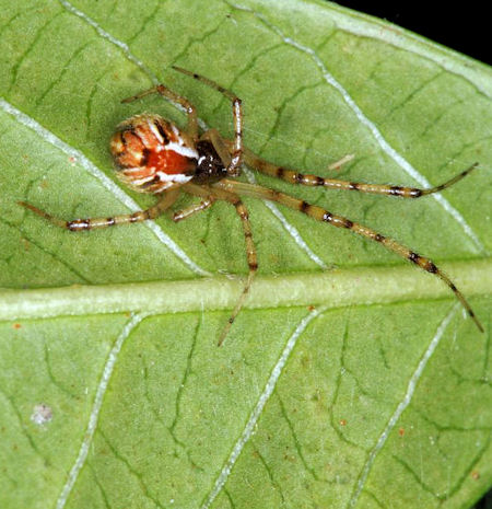 Theridion pyramidale